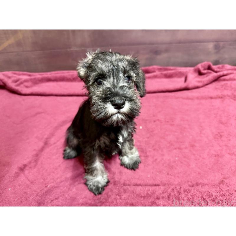 販売中の長野県のミニチュアシュナウザー-427494の4枚目