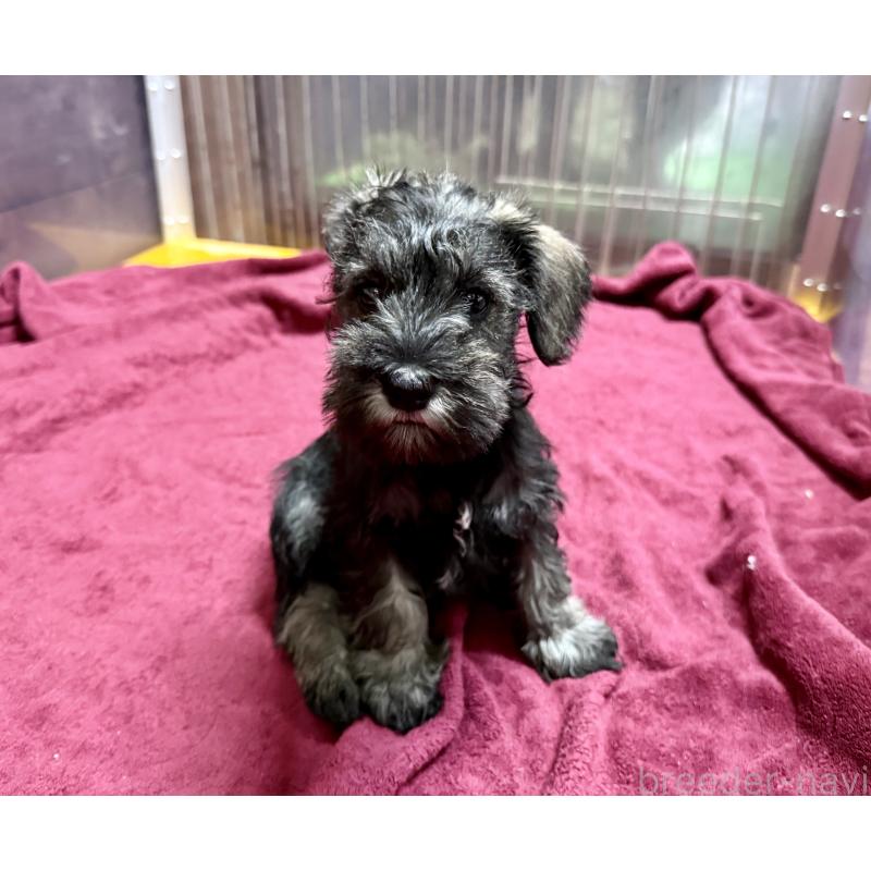 販売中の長野県のミニチュアシュナウザー-427494の3枚目