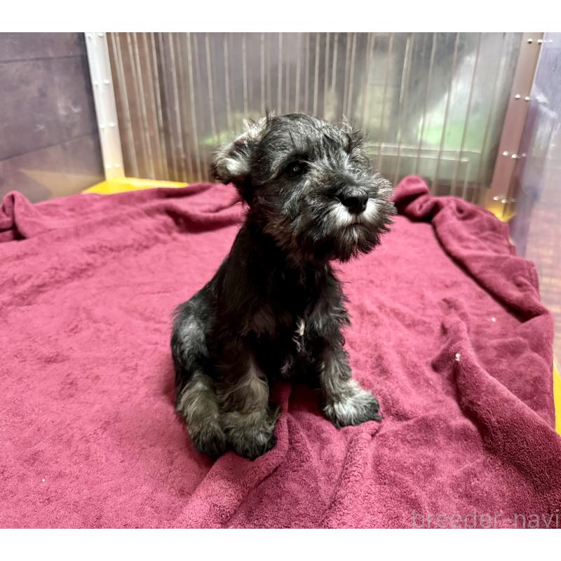 販売中の長野県のミニチュアシュナウザー-427494の2枚目