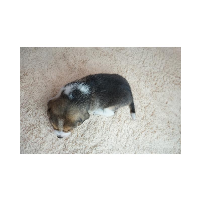 販売中の奈良県のビーグル-435391の5枚目