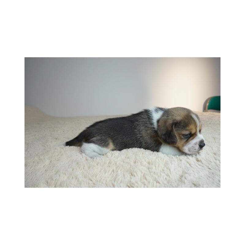 販売中の奈良県のビーグル-435391の4枚目