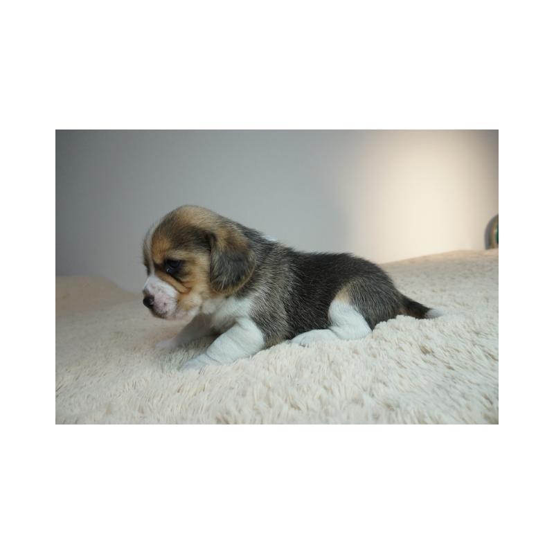 販売中の奈良県のビーグル-435391の3枚目