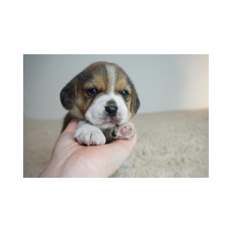 販売中の奈良県のビーグル-435391の2枚目