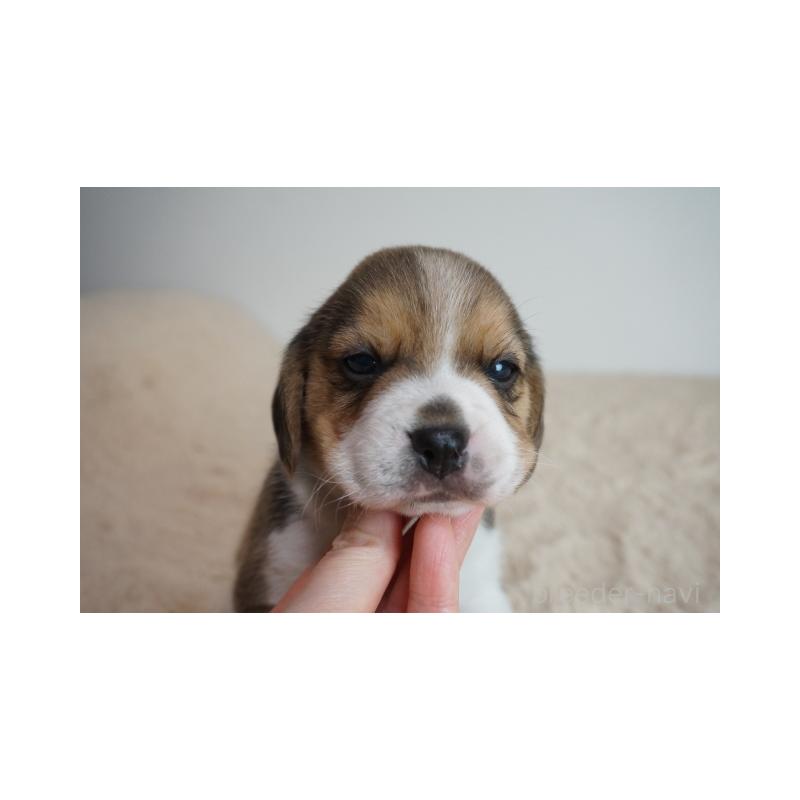 販売中の奈良県のビーグル-435391