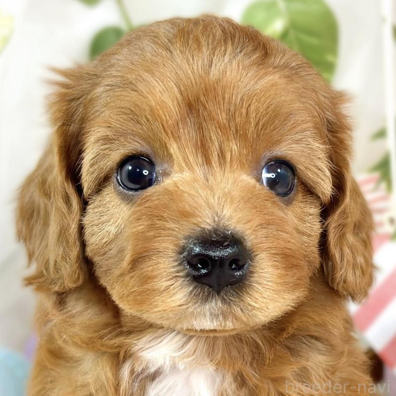 販売中の滋賀県のキャバプー:キャバリア×トイプードル-435393の1枚目