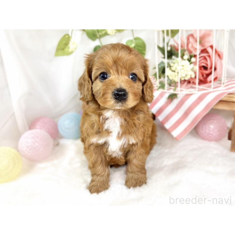 販売中の滋賀県のキャバプー:キャバリア×トイプードル-435393の4枚目