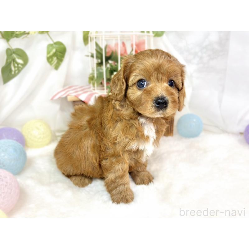 販売中の滋賀県のキャバプー:キャバリア×トイプードル-435393の3枚目