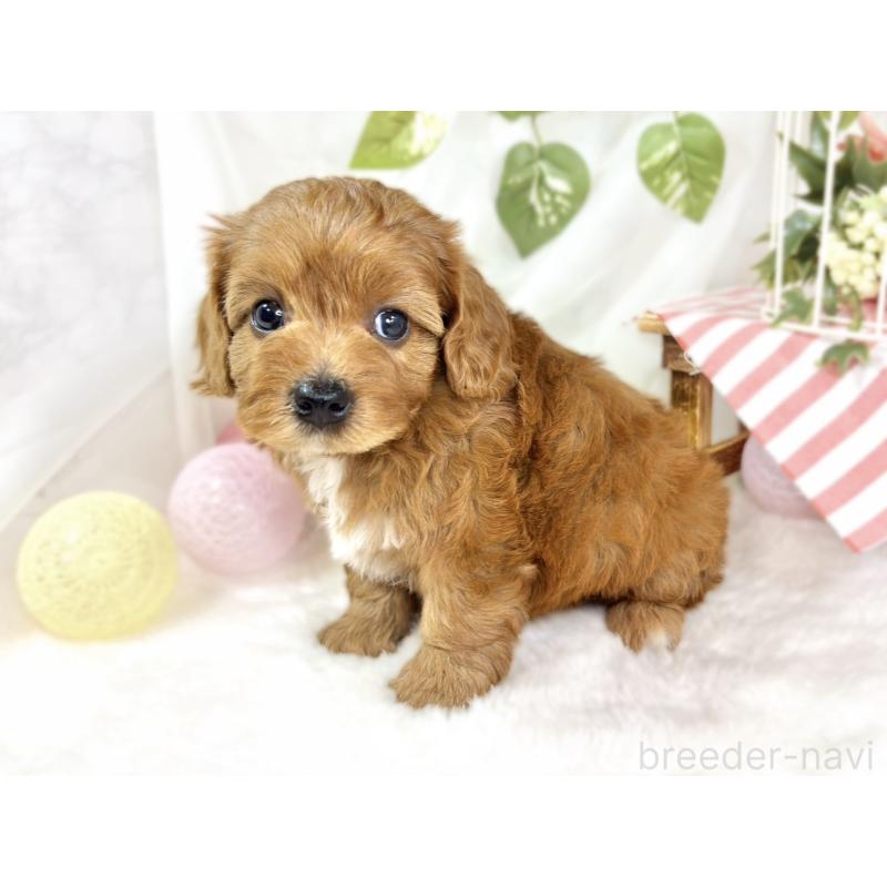 販売中の滋賀県のキャバプー:キャバリア×トイプードル-435393の2枚目