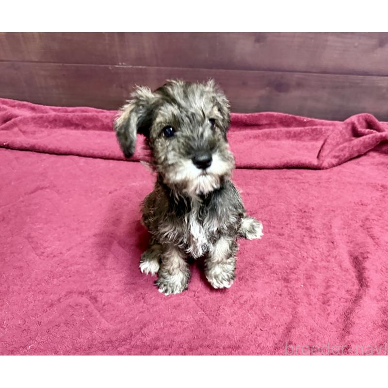 販売中の長野県のミニチュアシュナウザー-427496の9枚目