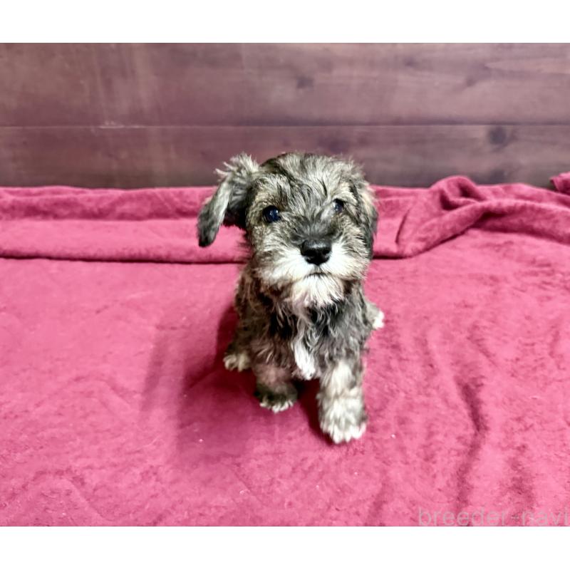 販売中の長野県のミニチュアシュナウザー-427496の8枚目