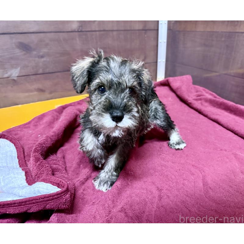 販売中の長野県のミニチュアシュナウザー-427496の6枚目