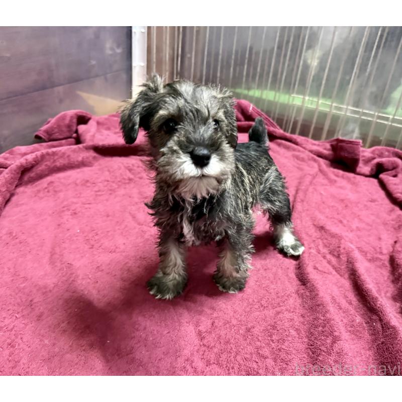 販売中の長野県のミニチュアシュナウザー-427496の5枚目