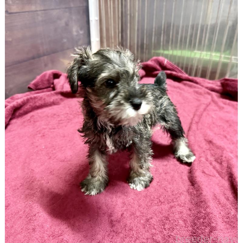 販売中の長野県のミニチュアシュナウザー-427496の4枚目