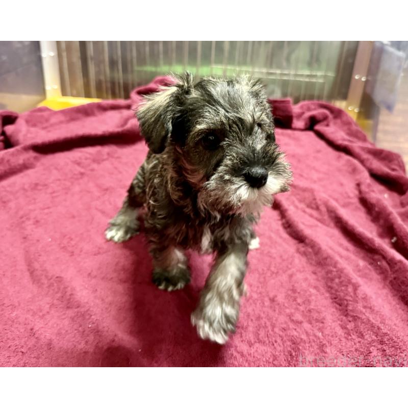 販売中の長野県のミニチュアシュナウザー-427496の3枚目