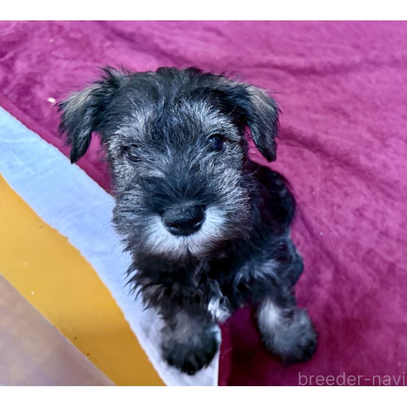 販売中の長野県のミニチュアシュナウザー-427495の9枚目