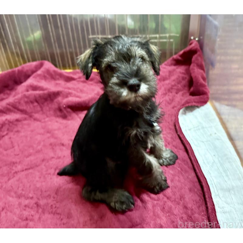 販売中の長野県のミニチュアシュナウザー-427495の7枚目