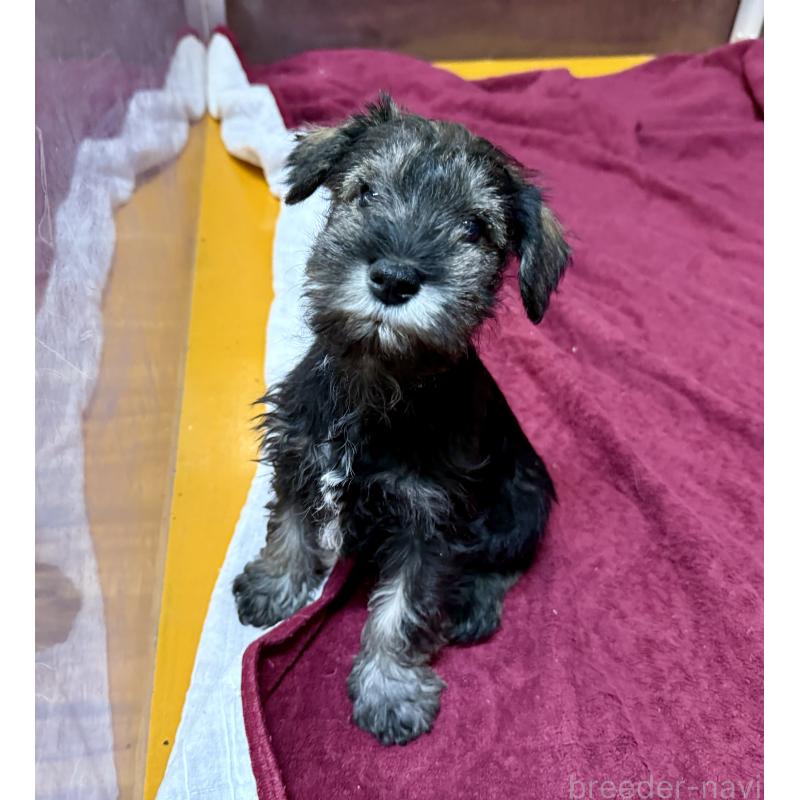 販売中の長野県のミニチュアシュナウザー-427495の6枚目