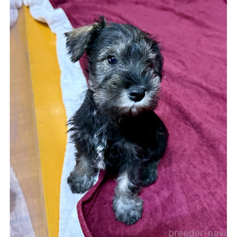 販売中の長野県のミニチュアシュナウザー-427495の5枚目