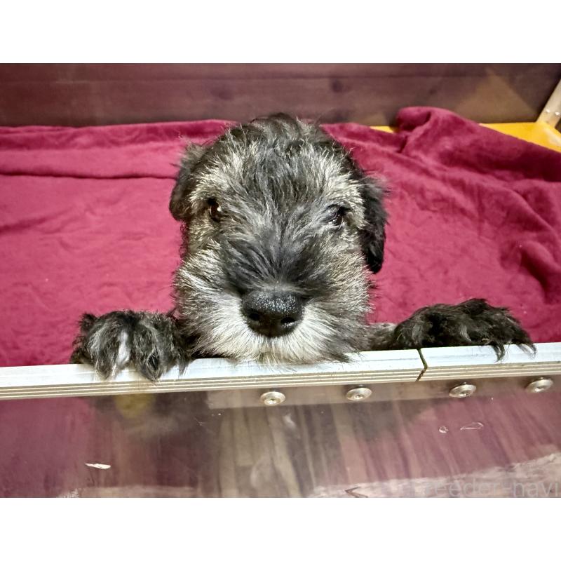 販売中の長野県のミニチュアシュナウザー-427495の4枚目