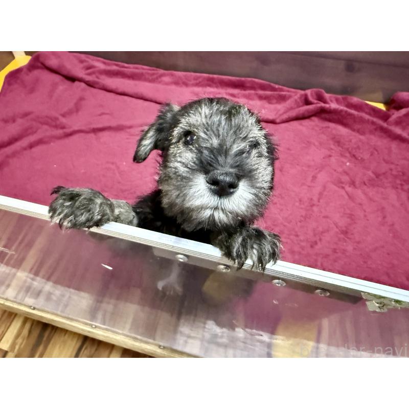 販売中の長野県のミニチュアシュナウザー-427495の3枚目