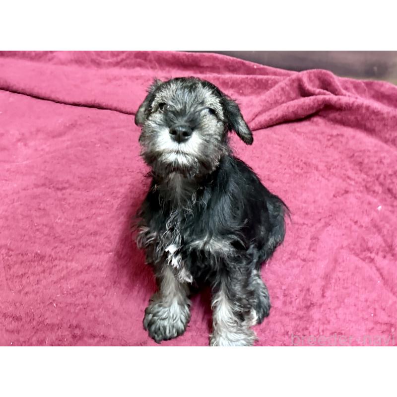 販売中の長野県のミニチュアシュナウザー-427495の2枚目