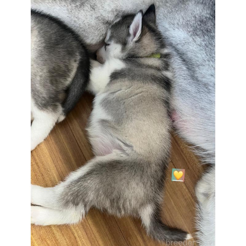 販売中の青森県のシベリアンハスキー-431611の10枚目