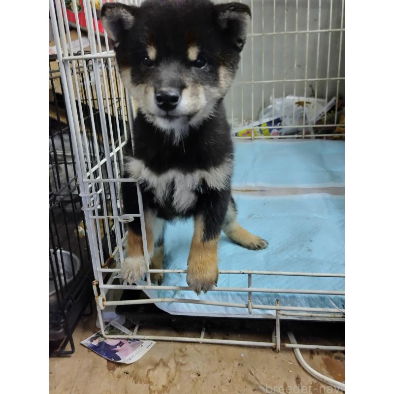 販売中の岡山県の豆柴-426139の3枚目