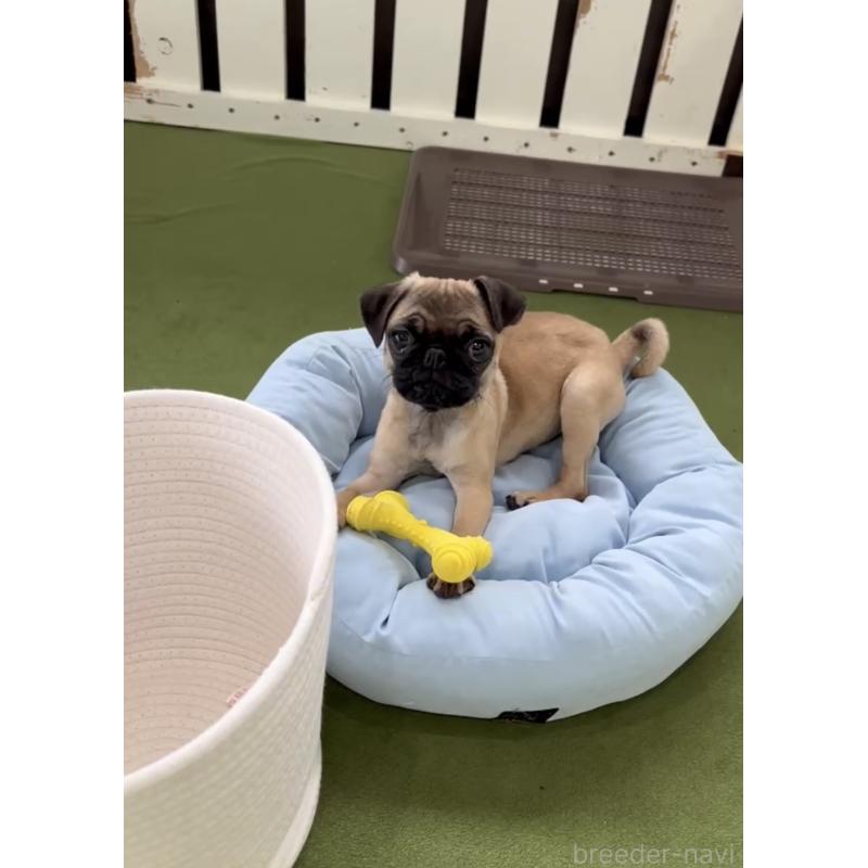 成約済の福岡県のパグ-418856の2枚目