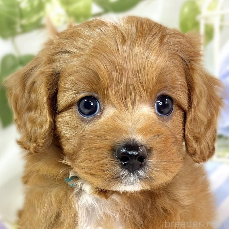 販売中の滋賀県のキャバプー:キャバリア×トイプードル-435395