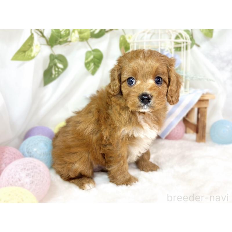 販売中の滋賀県のキャバプー:キャバリア×トイプードル-435395の3枚目