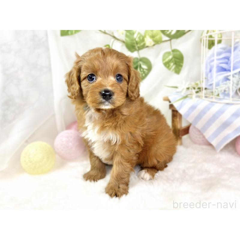 販売中の滋賀県のキャバプー:キャバリア×トイプードル-435395の2枚目