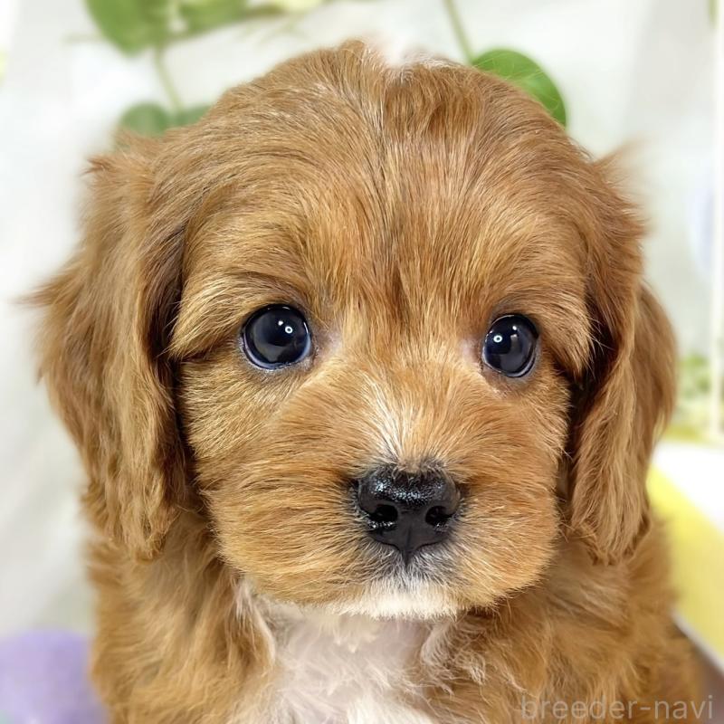 販売中の滋賀県のキャバプー:キャバリア×トイプードル-435396