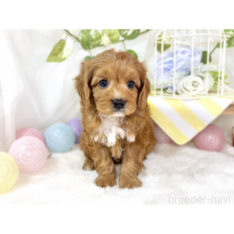 販売中の滋賀県のキャバプー:キャバリア×トイプードル-435396の4枚目