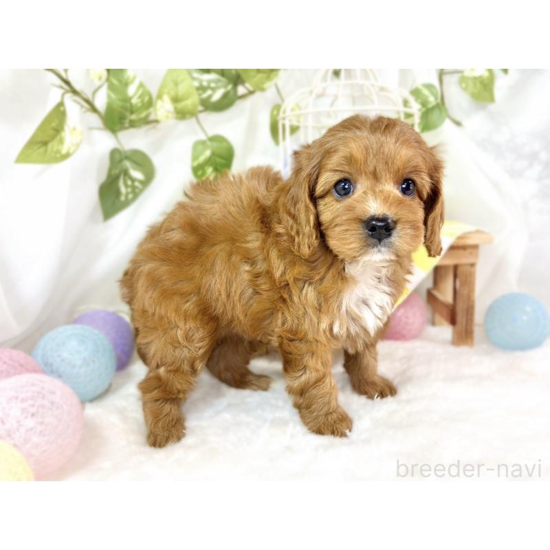 販売中の滋賀県のキャバプー:キャバリア×トイプードル-435396の2枚目