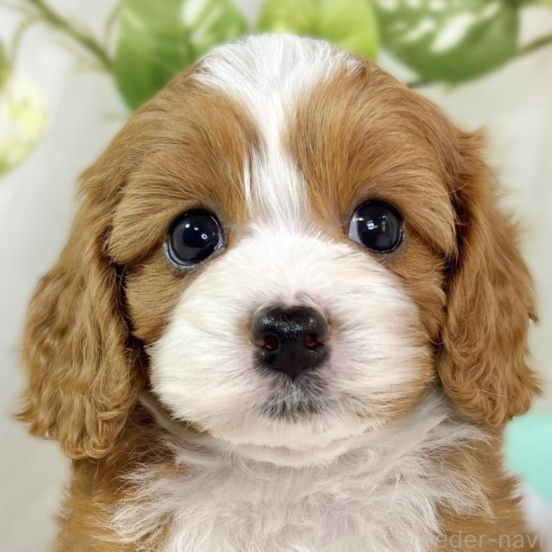 販売中の滋賀県のキャバプー:キャバリア×トイプードル-435398の1枚目