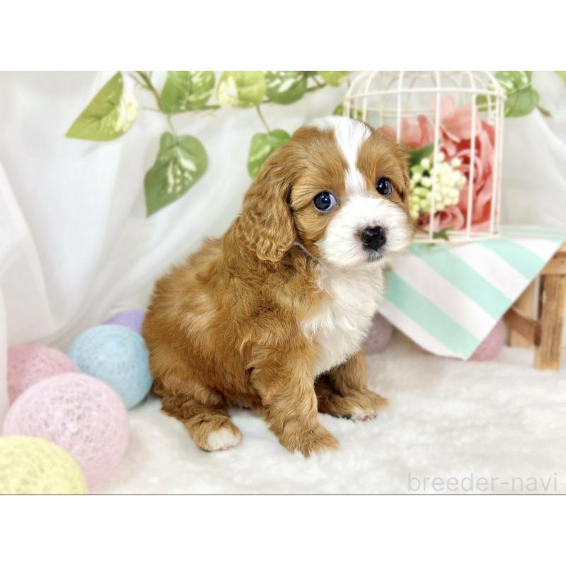 販売中の滋賀県のキャバプー:キャバリア×トイプードル-435398の2枚目