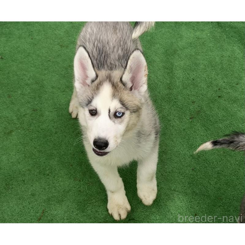 販売中の静岡県のシベリアンハスキー-425189の8枚目