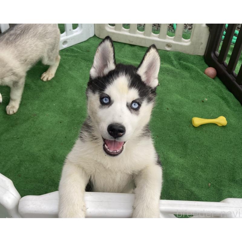 販売中の静岡県のシベリアンハスキー-425190の7枚目