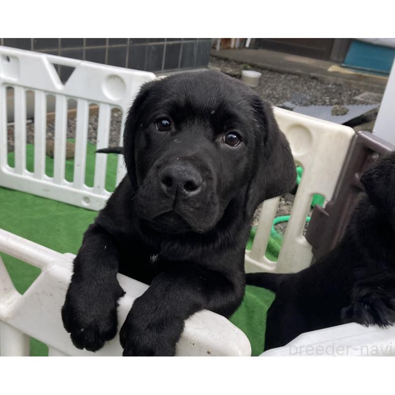 成約済の静岡県のラブラドールレトリーバー-422298の5枚目