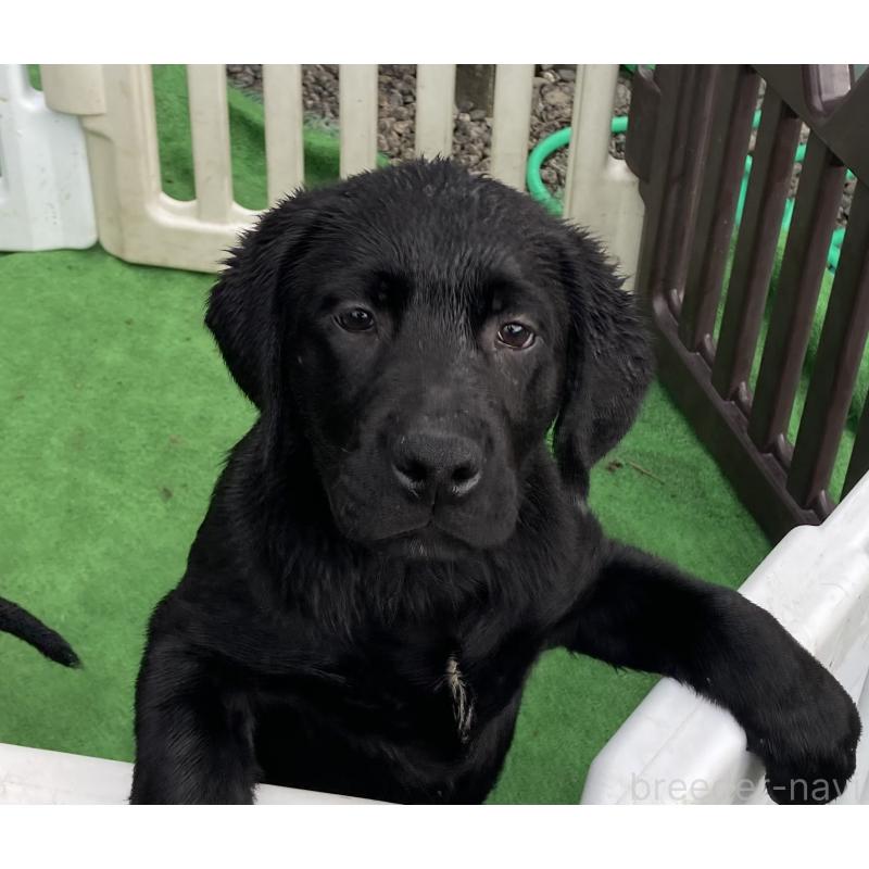 成約済の静岡県のラブラドールレトリーバー-422300の6枚目