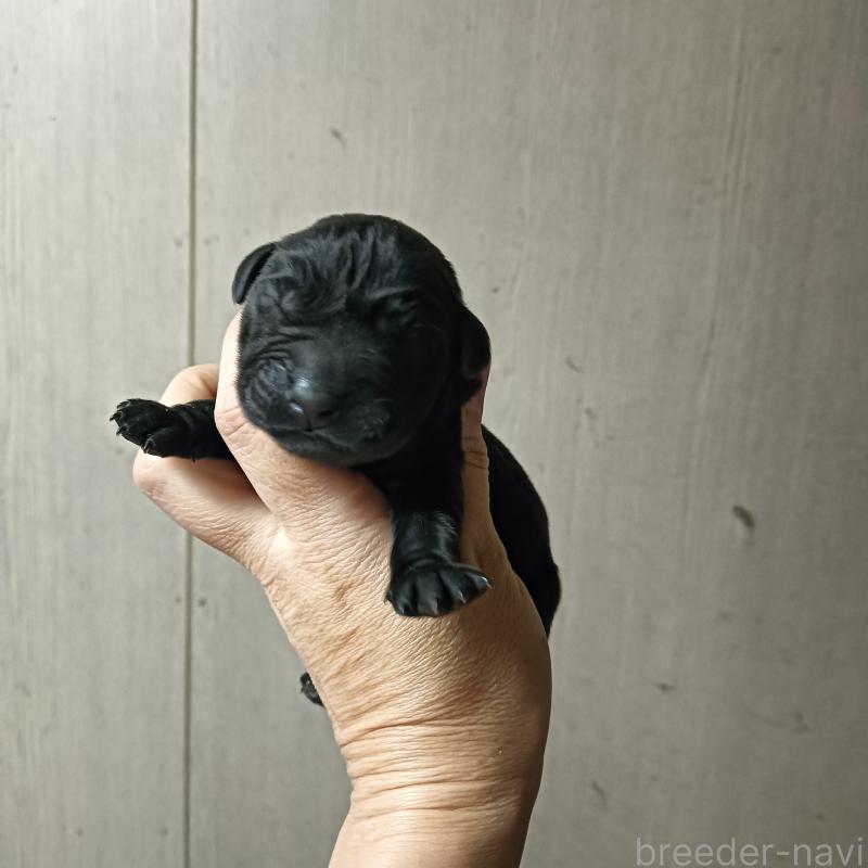 販売中の山口県のラブラドールレトリーバー-435402