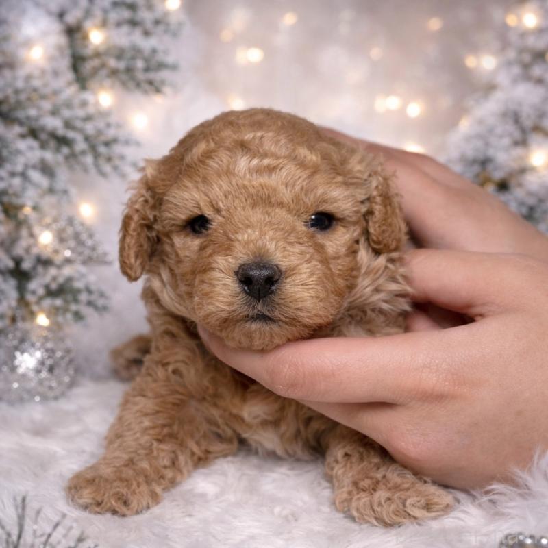 販売中ののトイプードル-435403