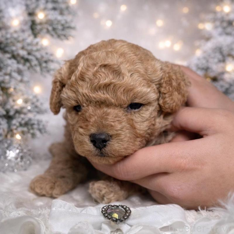 販売中の広島県のトイプードル-435403の2枚目