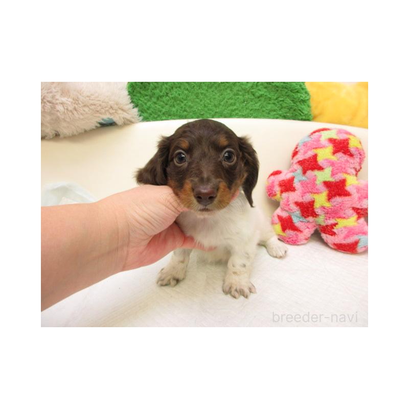 販売中の大阪府のミニチュアダックスフンド(ロングヘアード)-435405