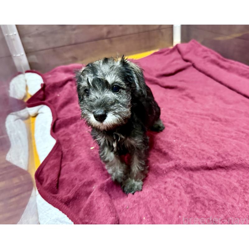 成約済の長野県のミニチュアシュナウザー-427497の9枚目