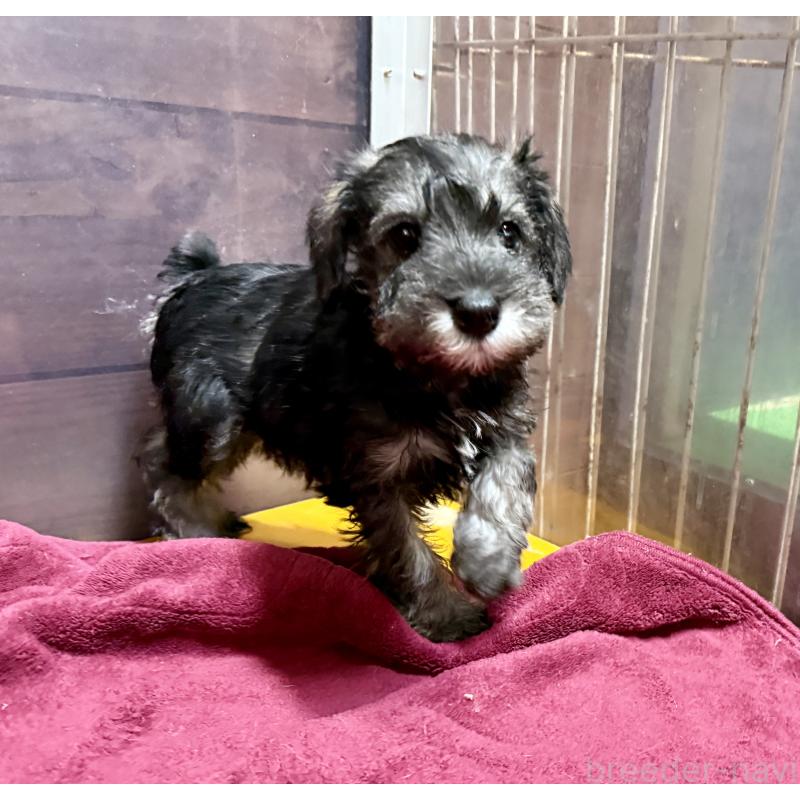 成約済の長野県のミニチュアシュナウザー-427497の5枚目