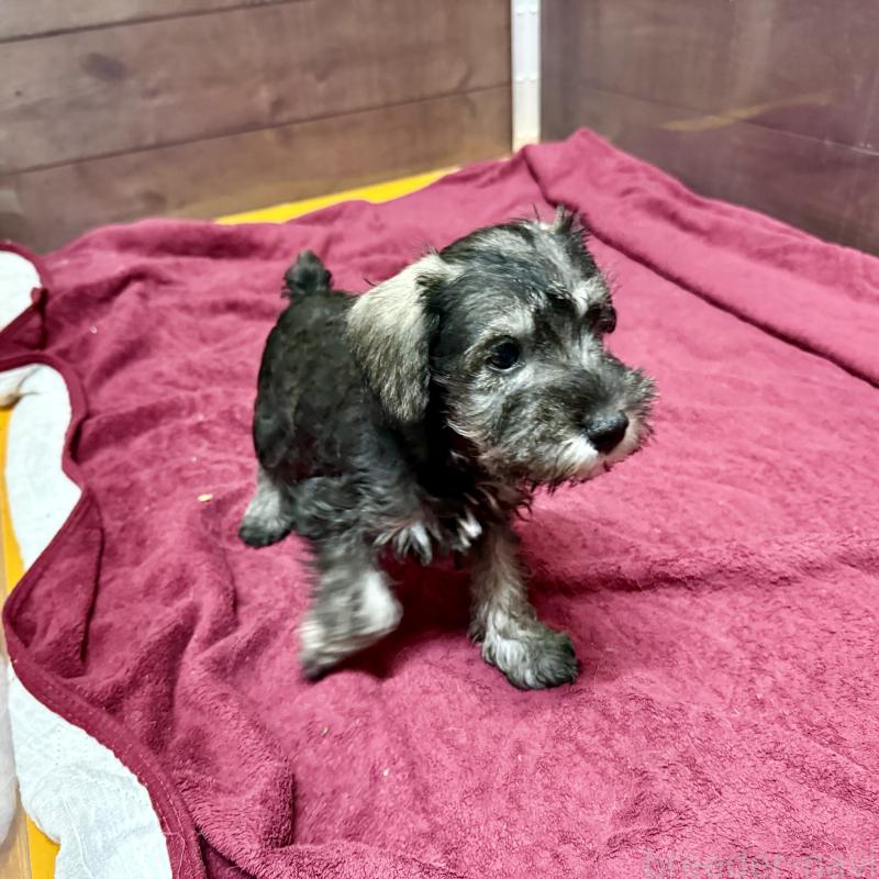 成約済の長野県のミニチュアシュナウザー-427497の3枚目