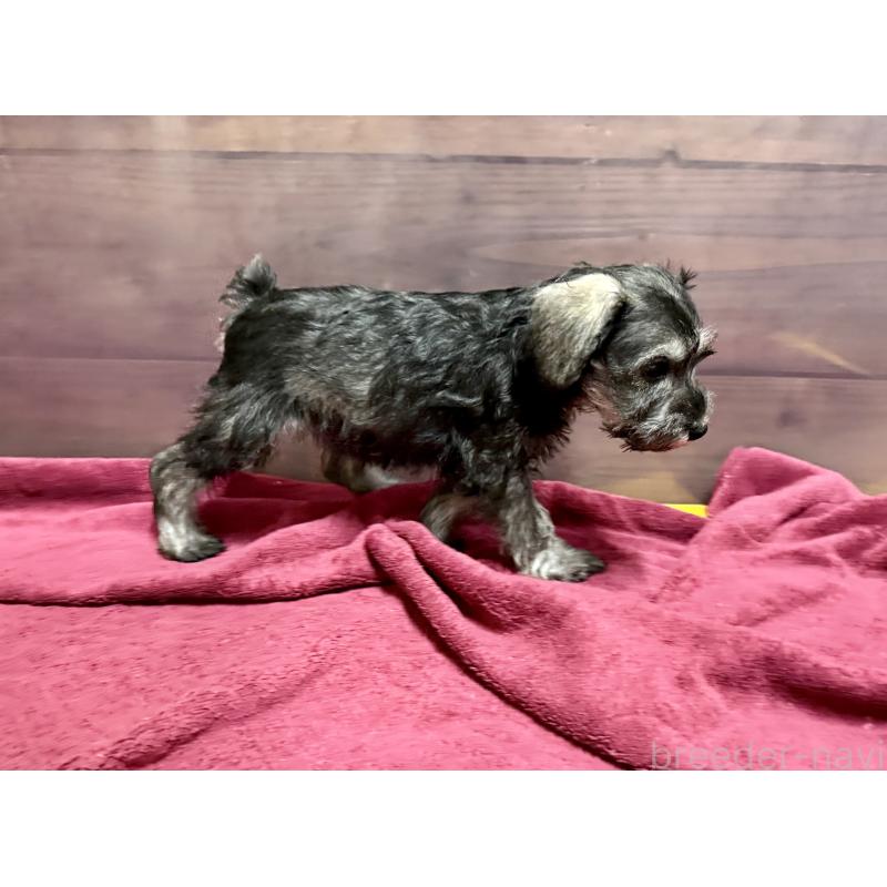 成約済の長野県のミニチュアシュナウザー-427497の2枚目