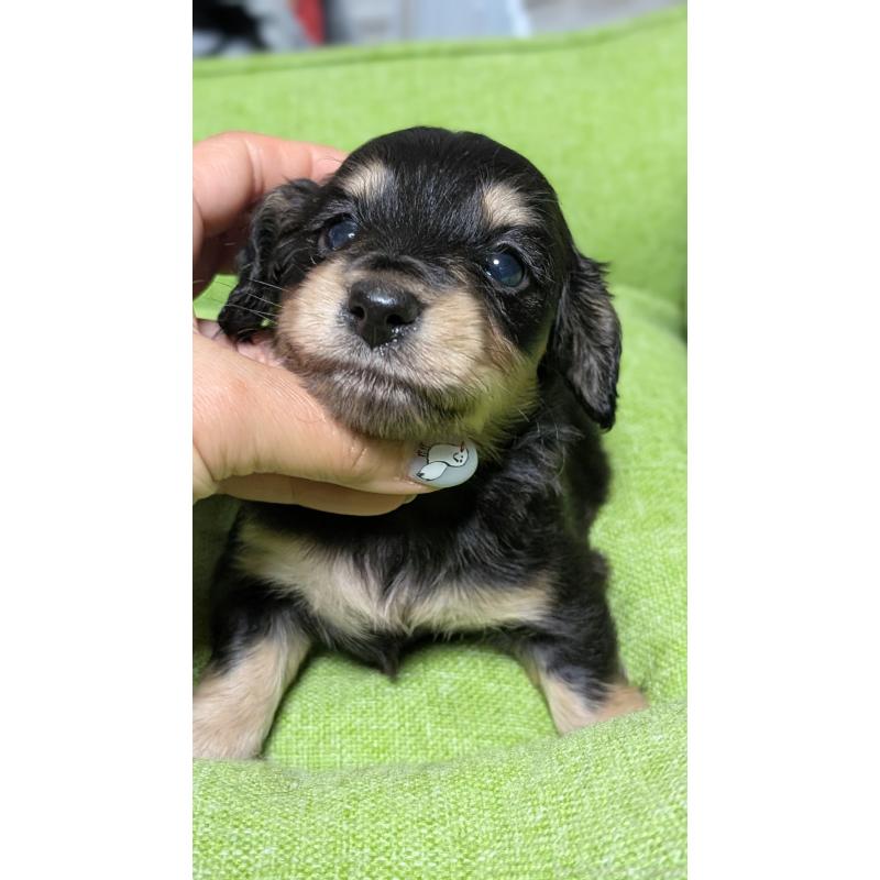 販売中の愛知県のミニチュアダックスフンド(ロングヘアード)-432937の20枚目