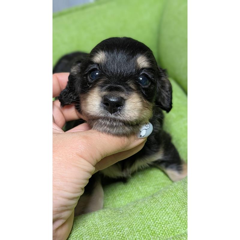 販売中の愛知県のミニチュアダックスフンド(ロングヘアード)-432937の19枚目